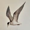 Arisaig Murals