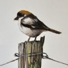 Arisaig Murals