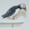 Arisaig Murals